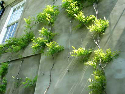 Stainless Steel Greenwall Trellis